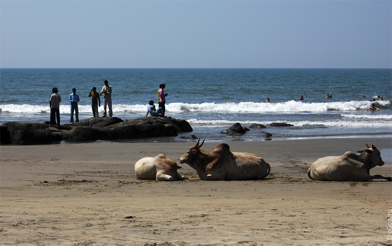   (Vagator beach Goa)