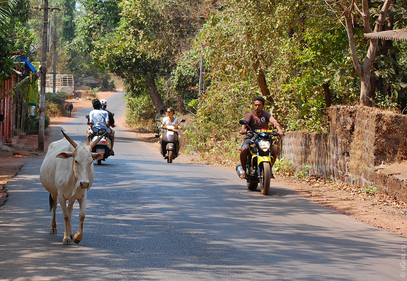  2010  (Goa photo)