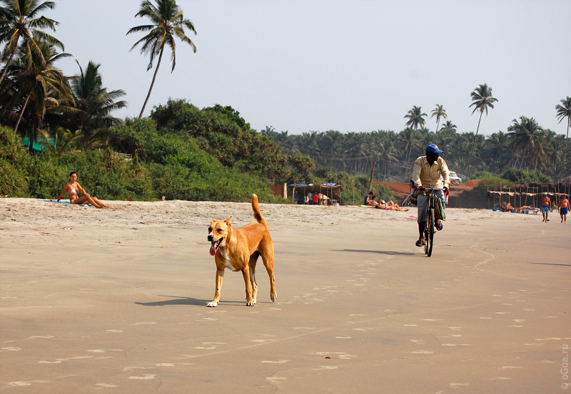  2010  (Goa photo)