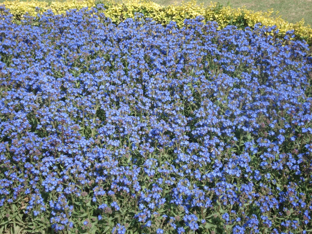 Цветы в парках Шринагара 2